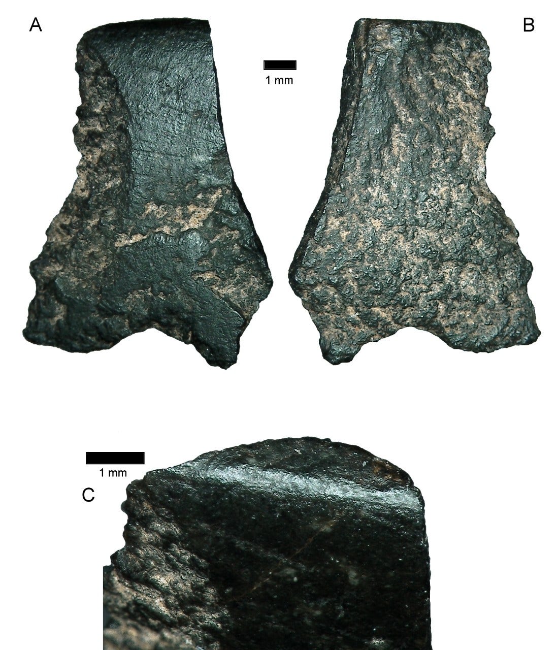 ●【擦れあり】Argivian Archaeologist　１枚 Archaeologists discover world's oldest axe | Fox News
