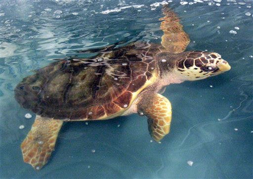 BP Is Burning Sea Turtles Alive, Gulf Captain Says | Fox News