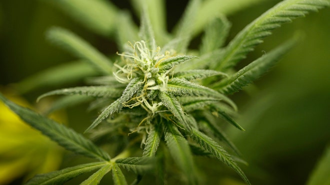 Indonesian court says no to medicinal marijuana legalization