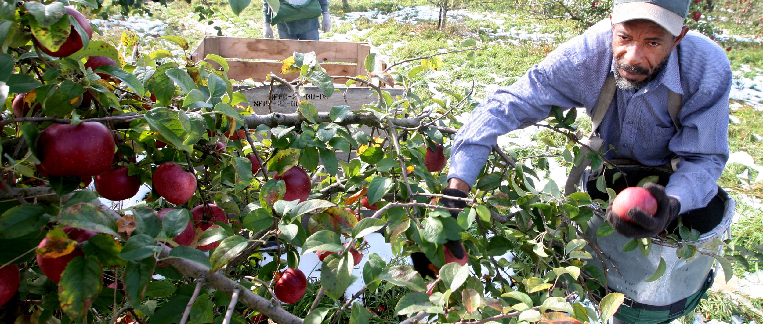 Bagged apples an opportunity out of Washington