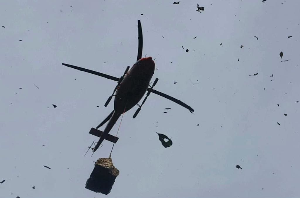 Orangutan yang diselamatkan diterbangkan menuju kebebasan di Kalimantan