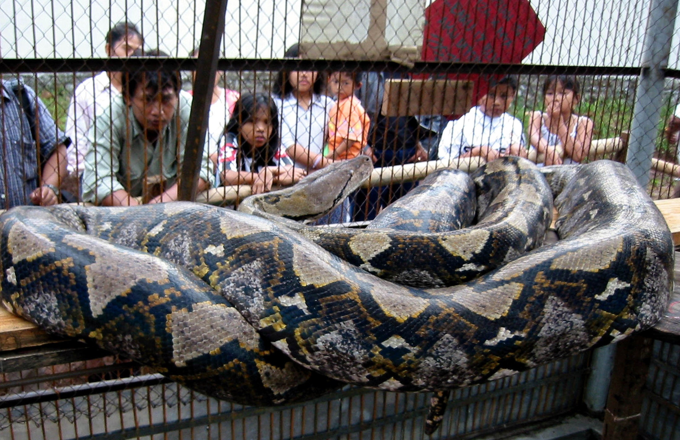 Змея питон большой. Сетчатый питон самый большой. Самая большая змея в мире сетчатый питон. Бирманский сетчатый питон. Сетчатый питон и Анаконда.