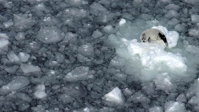 Pemanasan global mengancam bayi anjing laut