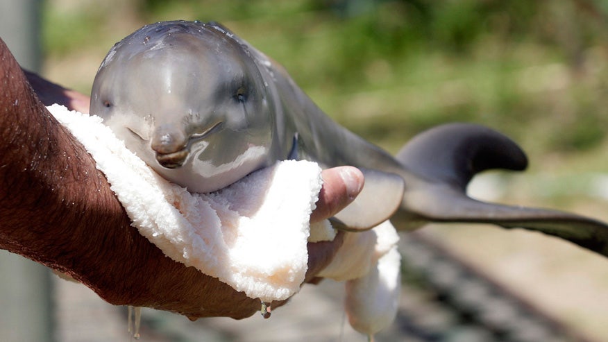 Another baby dolphin dies due to selfie-taking tourists | Fox News