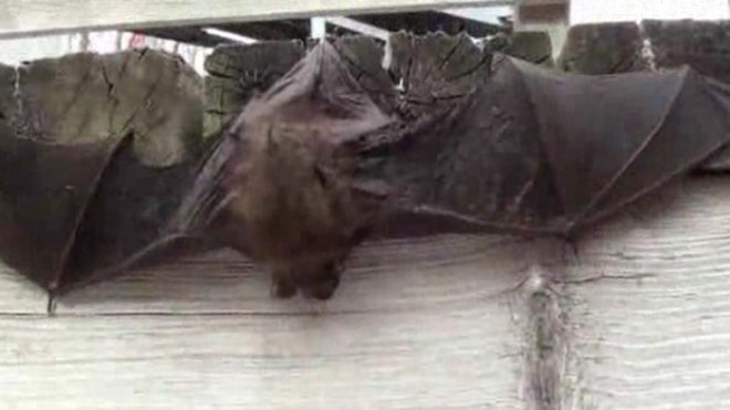 Northern California bat population declining amid drought conditions ...