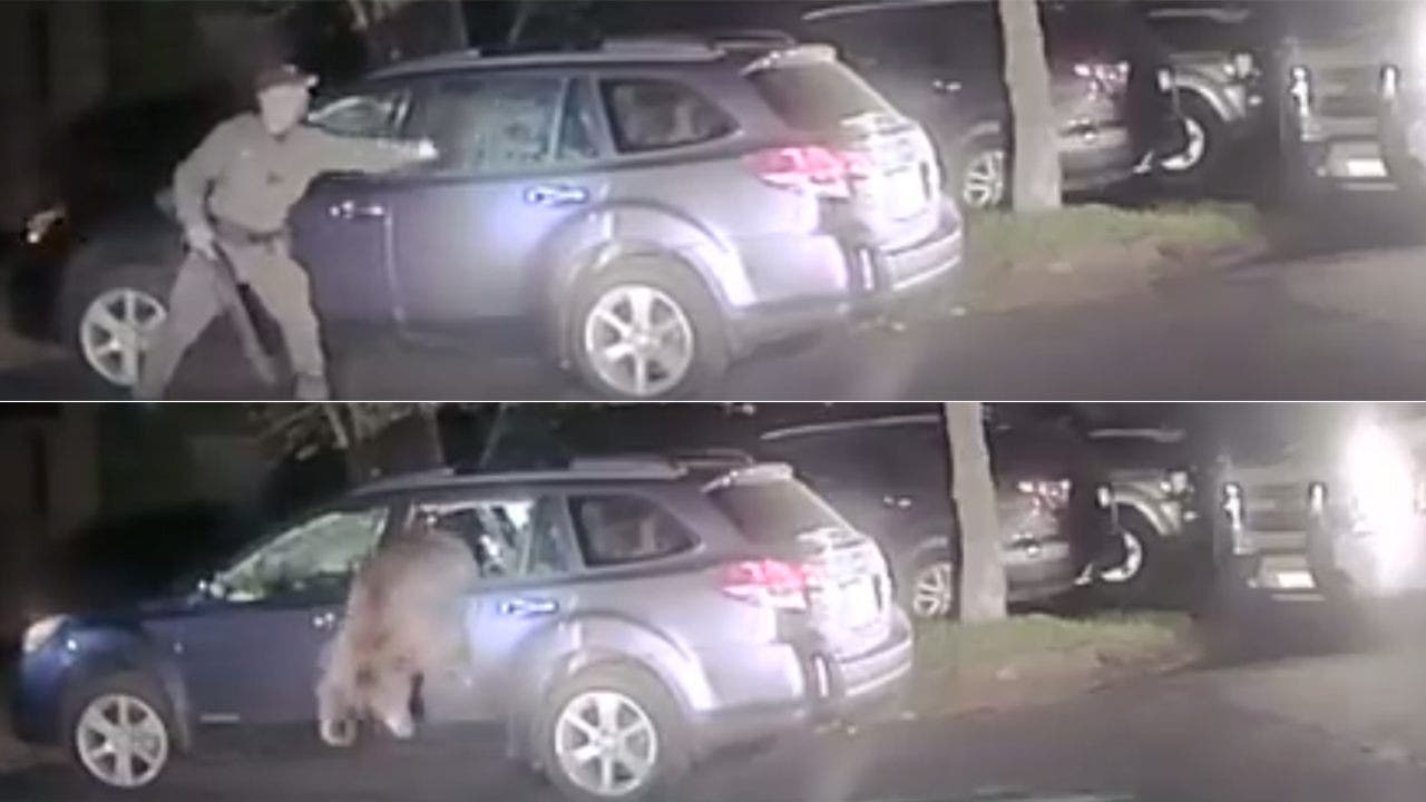 Video: Cop breaks car window to free bear that got stuck inside