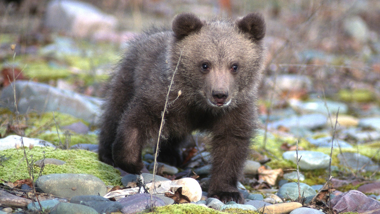 Drowning bear cub rescued by fisherman in Pennsylvania Fox News