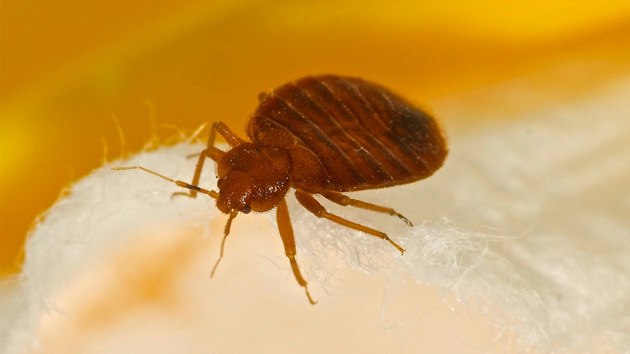 Baltimore has worst bed bug infestation in America, according to study |  Fox News