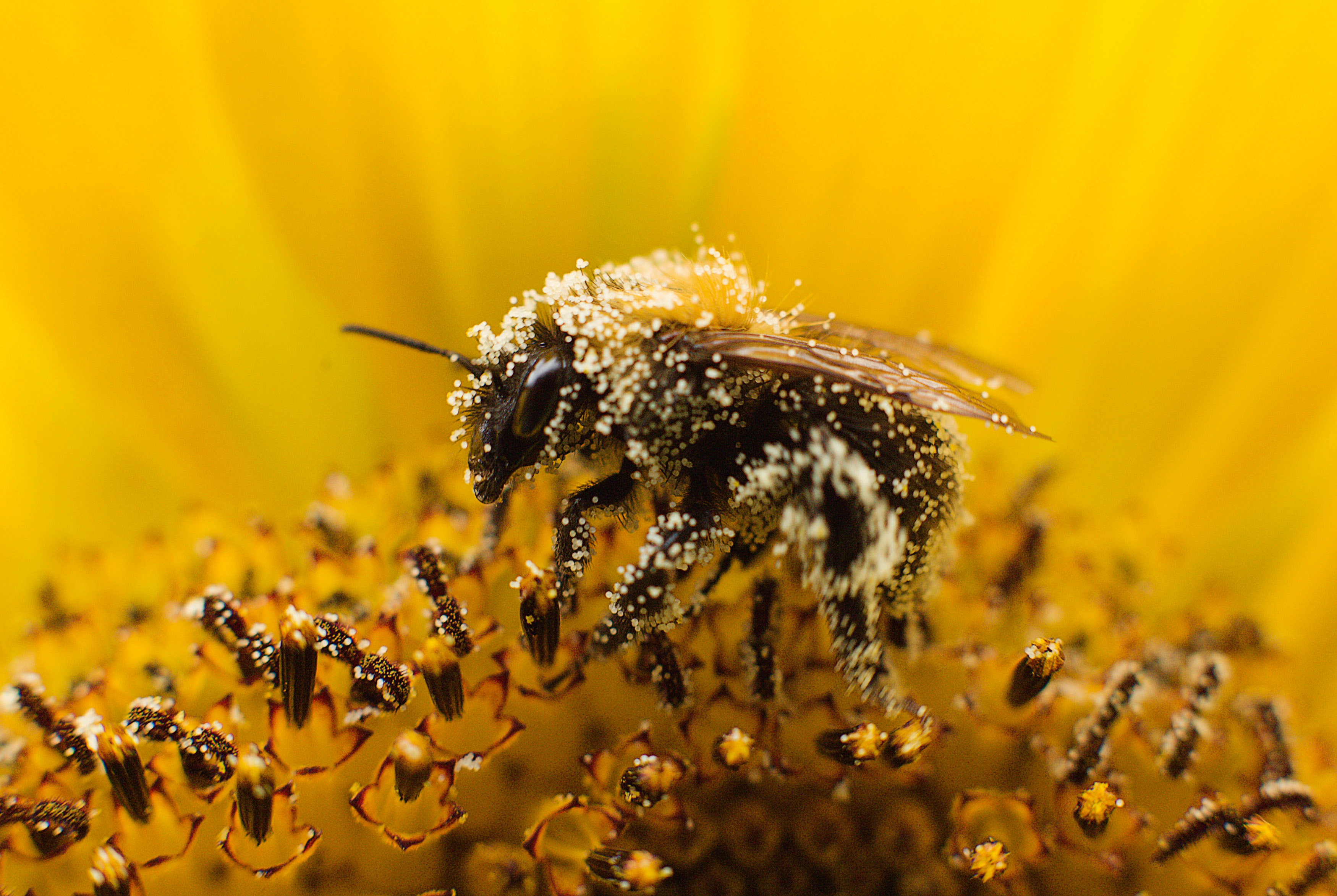 Пчелы и ветер. Опыление пчелами. Пчела с пыльцой. Опыление растений пчелами. Пчелы пыльца опыление.