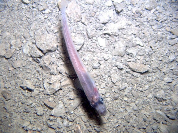 Surprise! Fish lurk in Antarctica's dark underworld