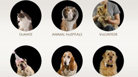 Bideawee: Animal People for People Who Love Animals | Fox News