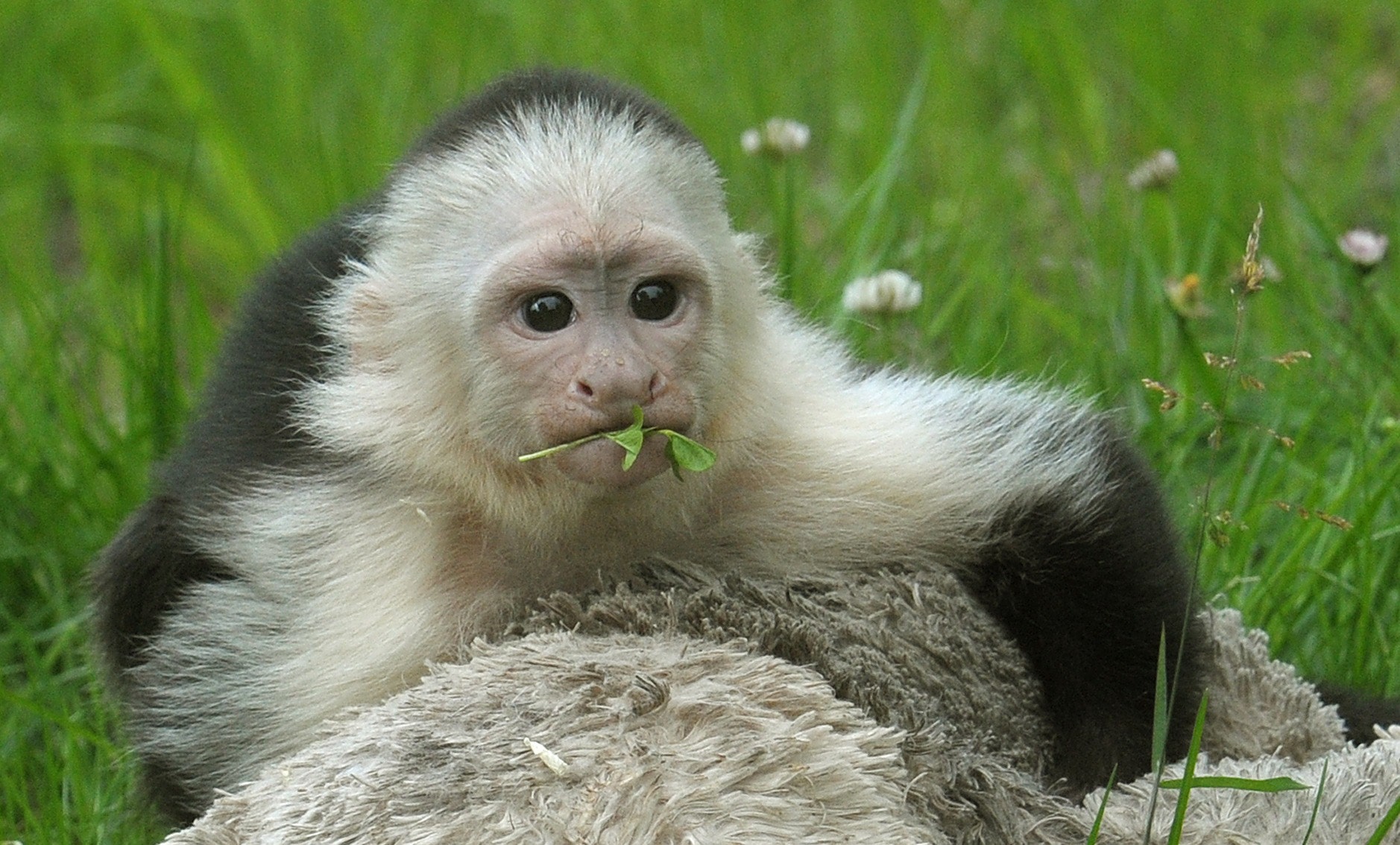 Justin Bieber's monkey has new home in Germany Fox News
