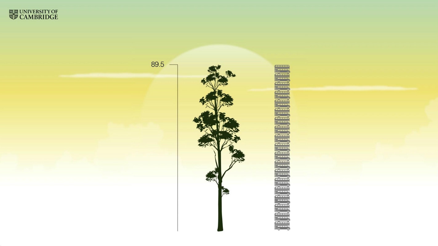 biggest-tree-in-the-tropics-01.jpg