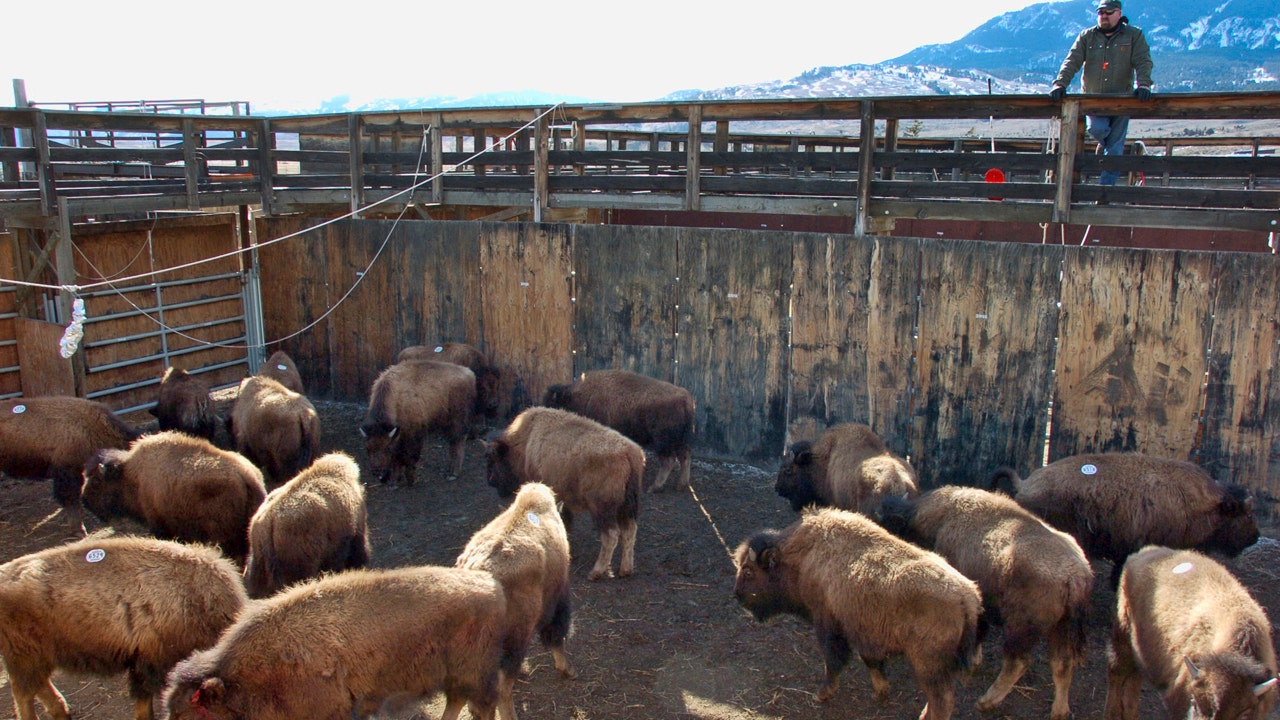 Hundreds of bison sent to slaughter over tribes' objections | Fox News