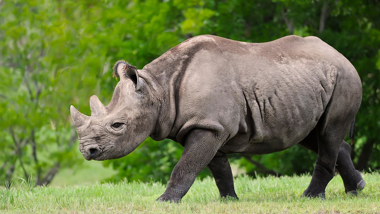 8 endangered black rhinos found dead in Kenya, officials say it's 'a ...