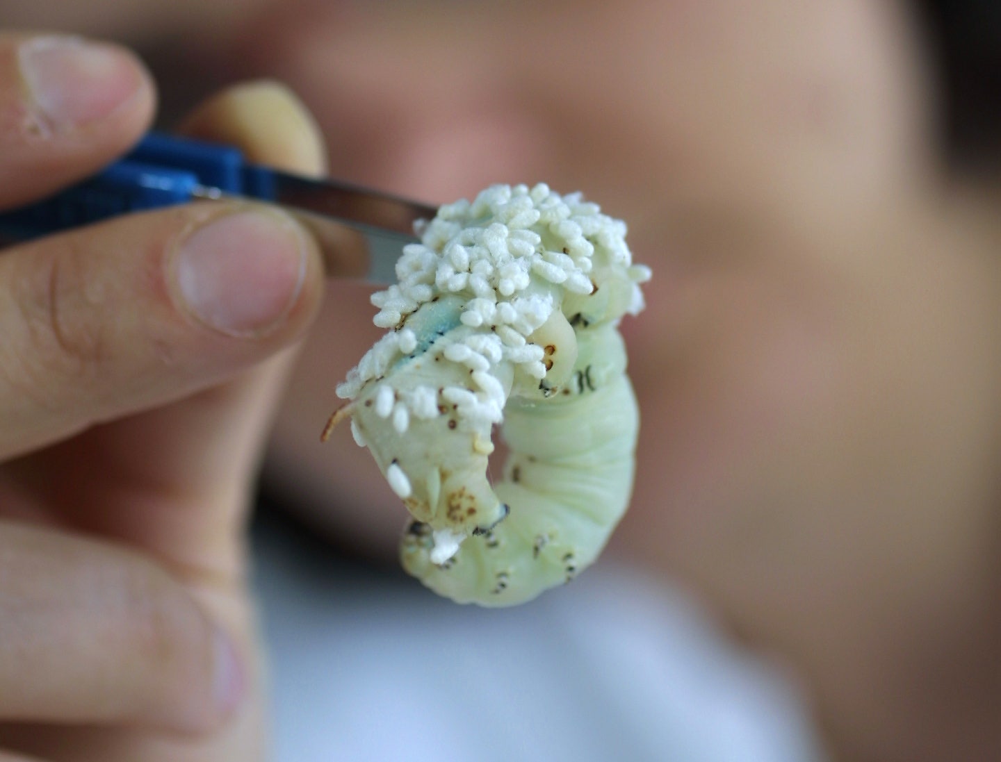 Wasp DNA produces genetically modified butterflies