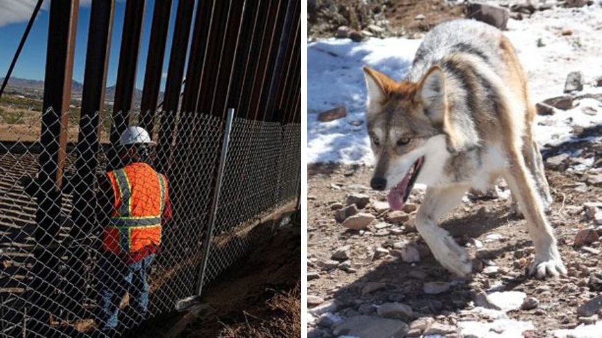 US-Mexico border wall will damage wildlife, scientists warn | Fox News