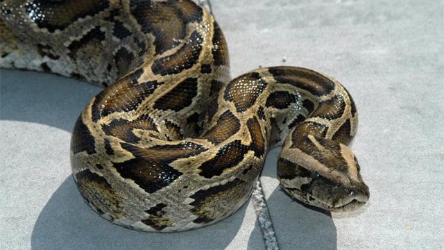 For Burmese Pythons, Florida May Be Just the Start | Fox News