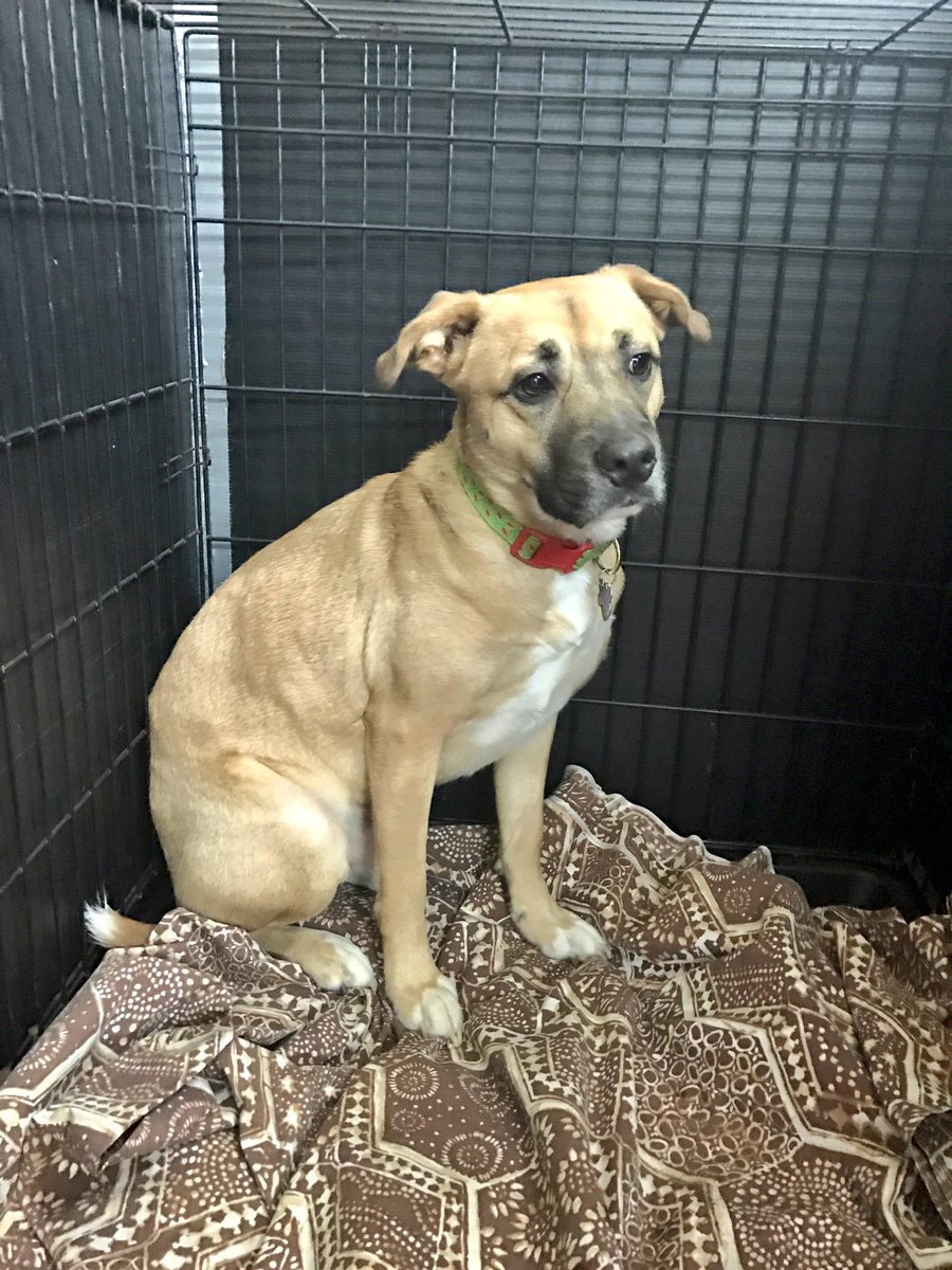 Hero pup: Philadelphia family escapes fire after dog alerts them | Fox News