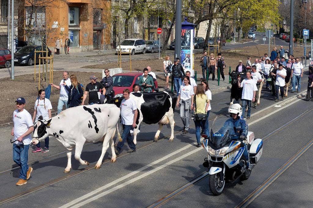 Cows Protest Hungarian dairy farmers parade cows to protest cheap imports | Fox News