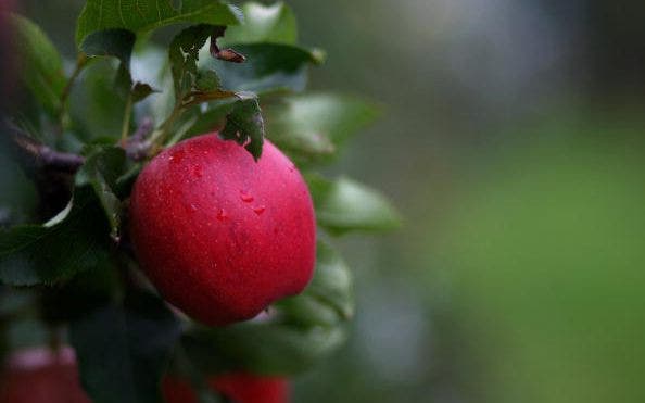 Fall Fruits and Vegetables that Fight Cancer