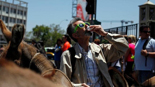 Residents of Santiago can pay $2 for a shot glass full of donkey’s milk