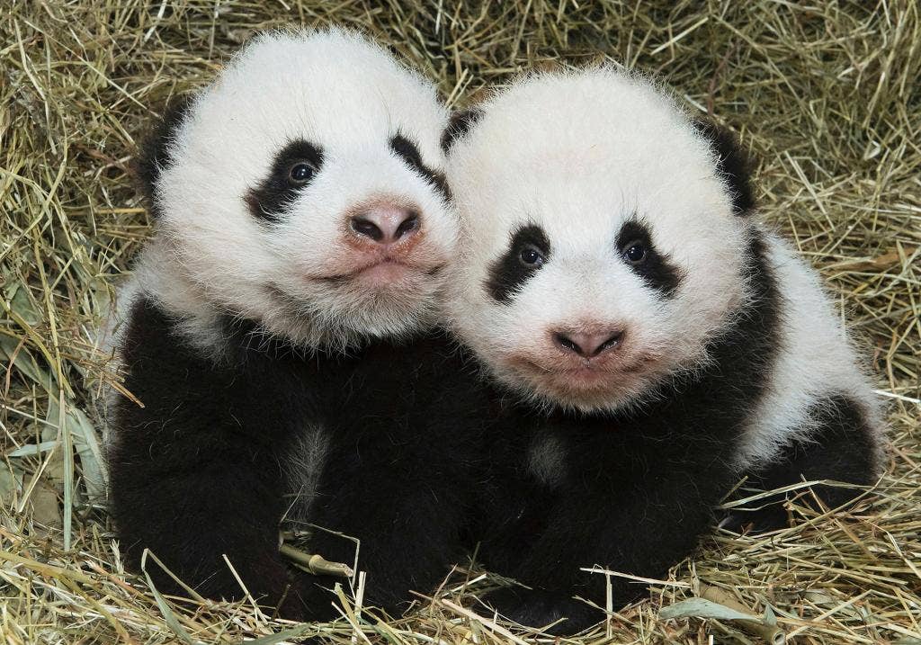 It's official: Names chosen for Vienna zoo's panda cubs | Fox News