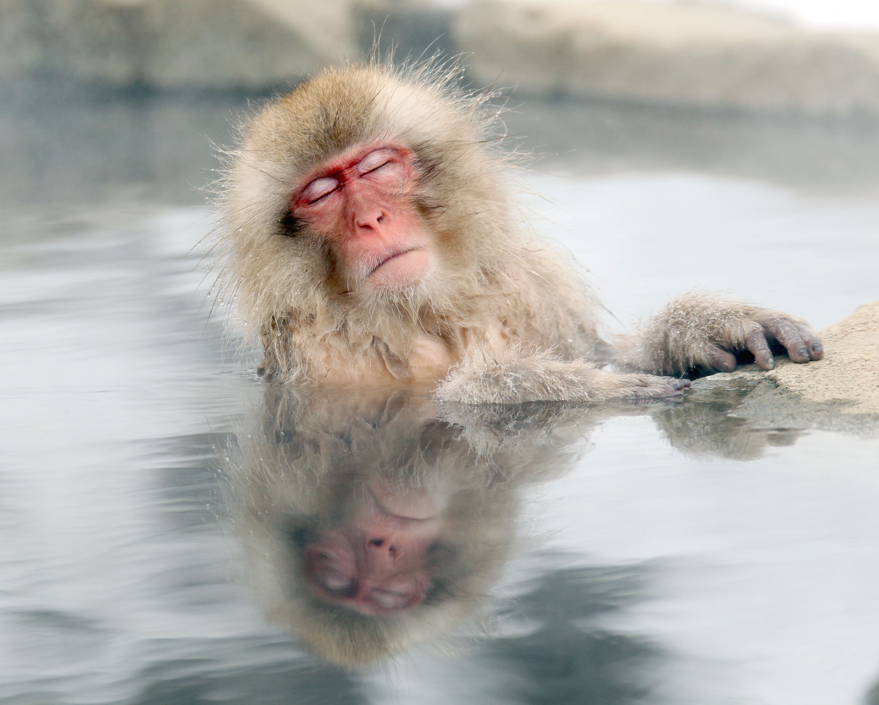 Una ciudad japonesa es atacada por monos violentos: son muy inteligentes