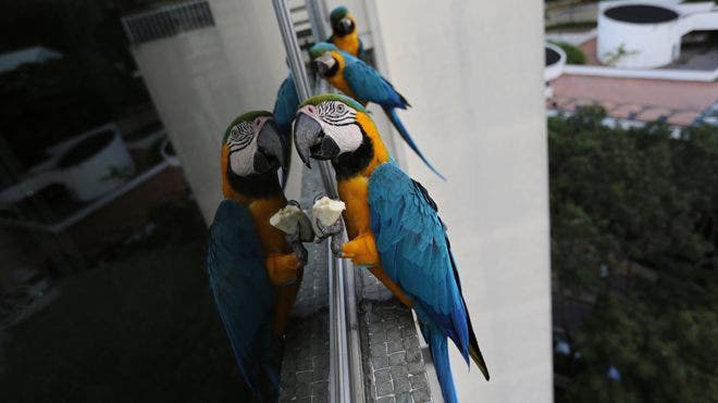 Macaws bringing a splash of color to chaotic Caracas, Venezuela