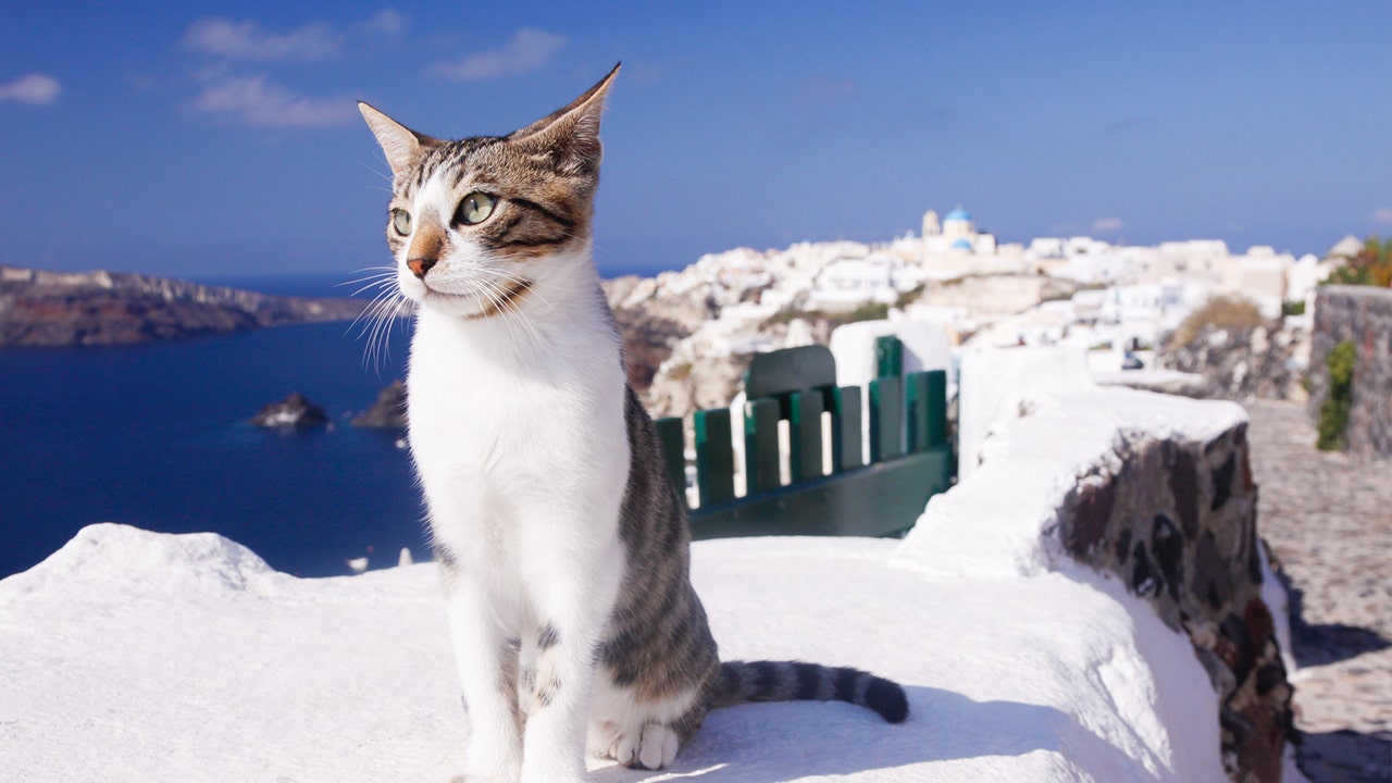 Greek cat sanctuary hiring caretaker to live on island, supervise 55 ...