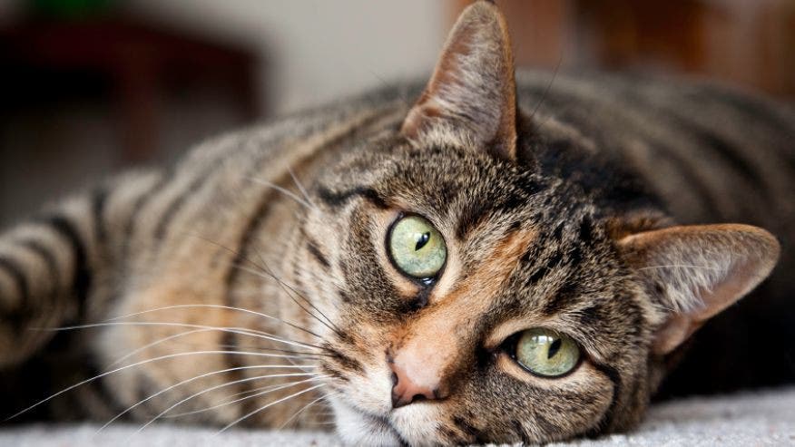 What Caused Woman's Odd Liver Problem — Dog Or Cat? 