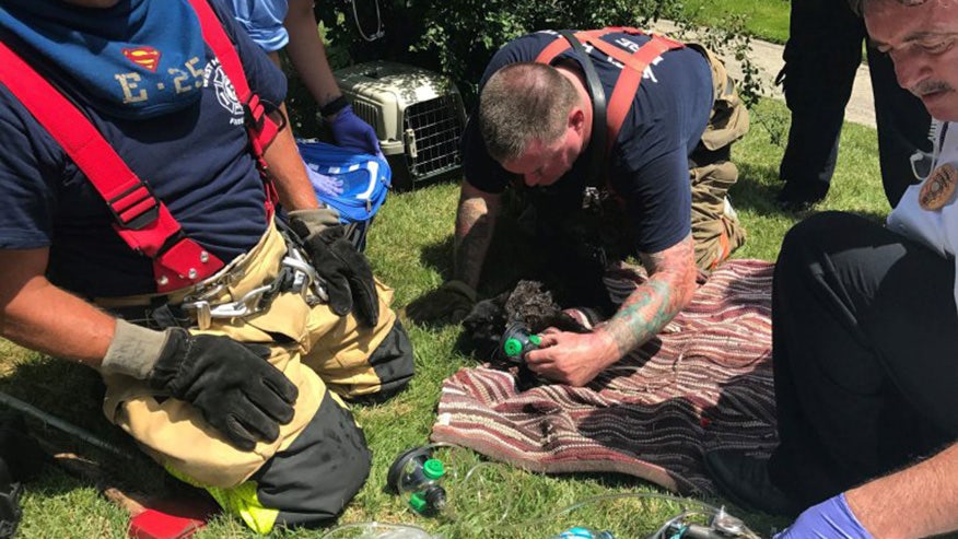More than 30 cats die in house fire; 1 child, 3 adults escape | Fox News
