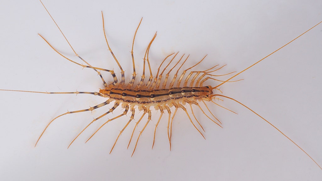 Mom, son contract 'rat lungworm' after eating raw centipedes: report ...