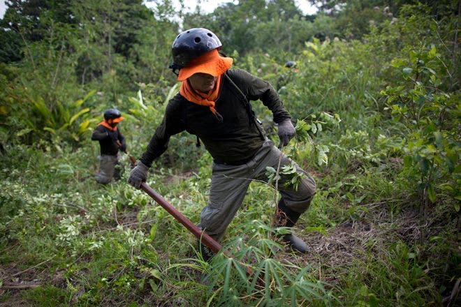 Coca plants eradicators do the job under heavy police watch in Peru