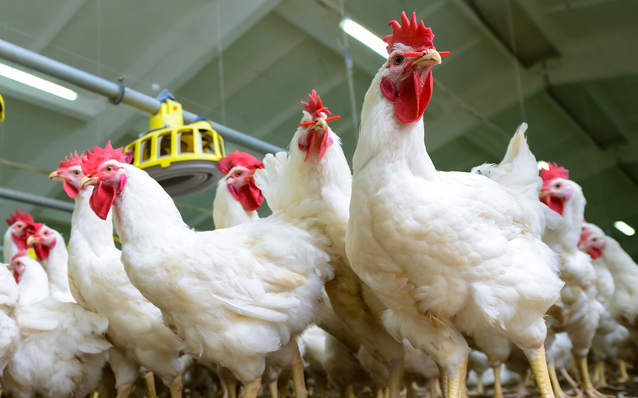 Avian influenza found in North Carolina, California