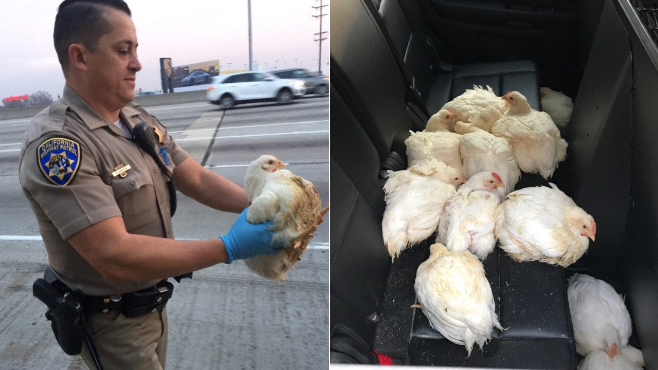 Live chickens foul traffic on Los Angelesarea freeway