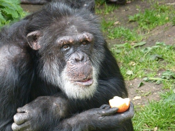 Chimps can learn foreign 'dialects,' experiment shows | Fox News
