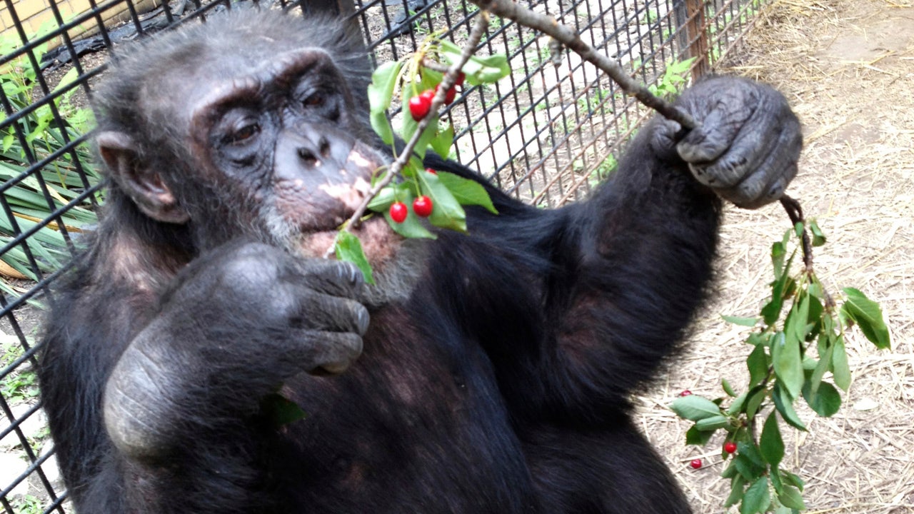 Woman banned from zoo after unhealthy relationship with chimp: ‘He loves me’