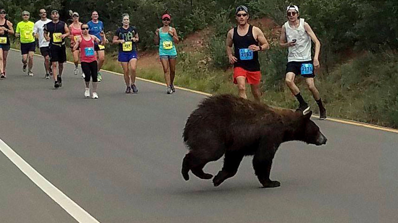 Bear crosses through Colorado race Fox News