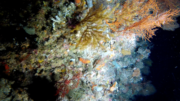 Deepest corals in Great Barrier Reef discovered | Fox News