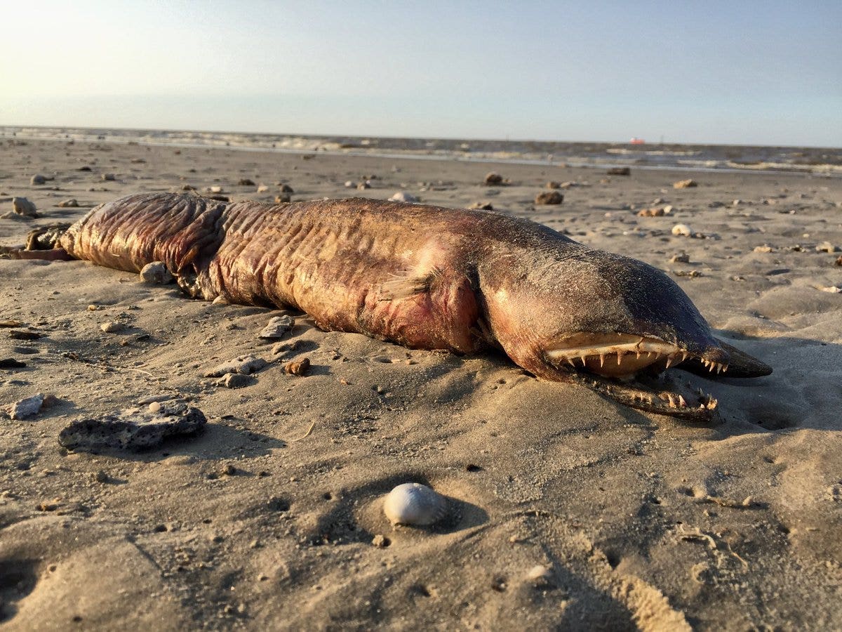 Gruesome, fanged 'demon fish' washes up on Texas beach, sparking ...