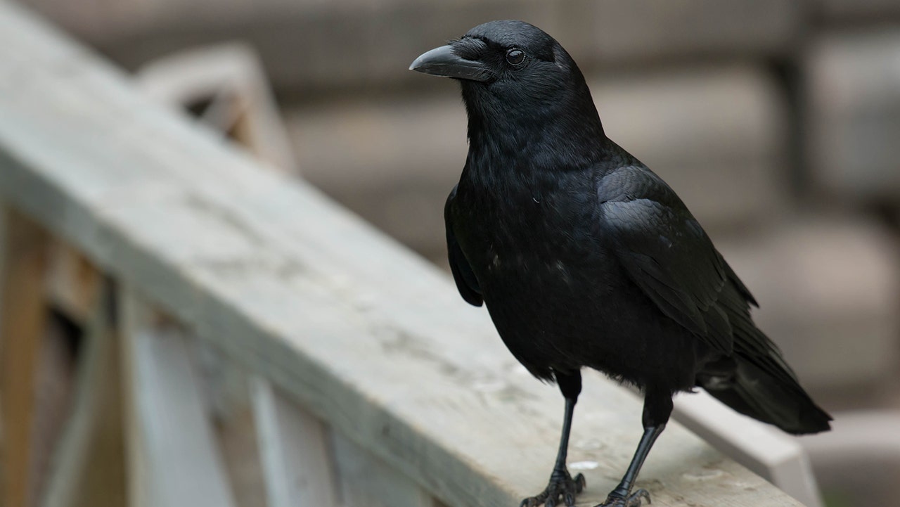 Crow ютуб. Молодая карга.