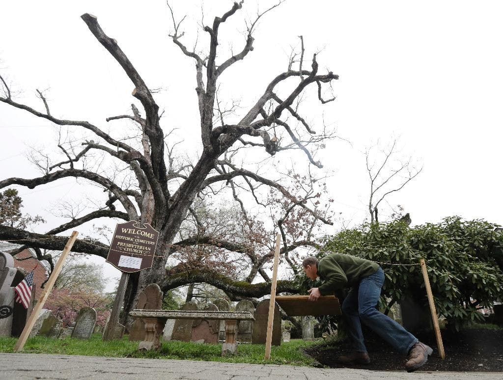Akhir dari garis: kru melepas pohon berusia 600 tahun itu