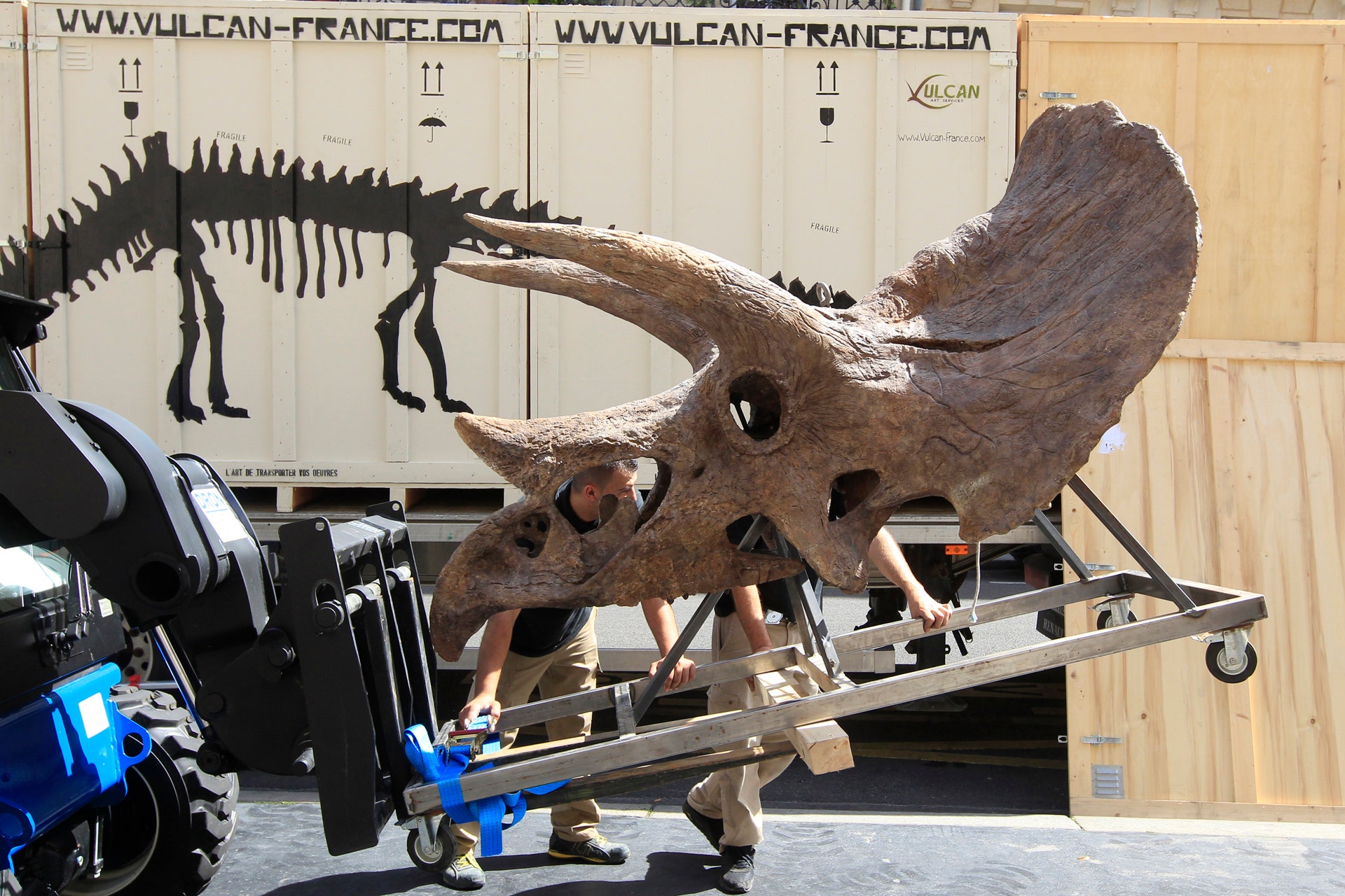 Discovery of horned 'triceratops-style' dinosaur in North America could rewrite Earth's history