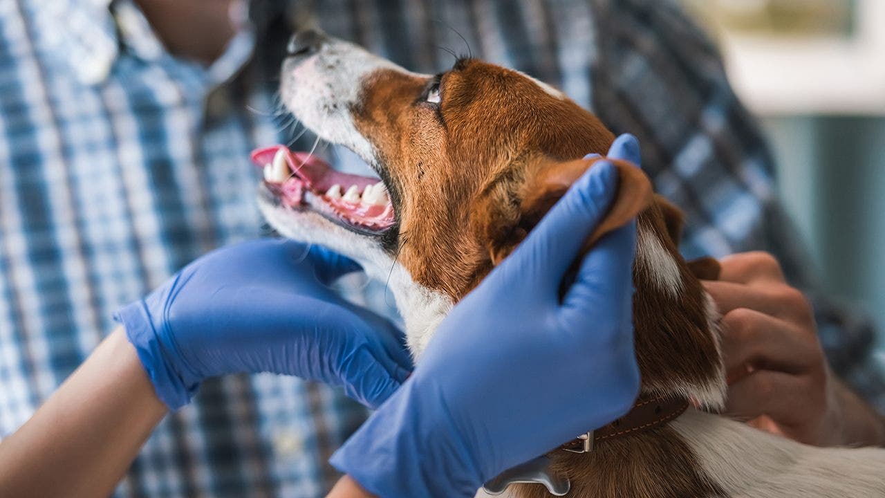 Mysterious dog disease hits Virginia city: 'There's an epidemic ...