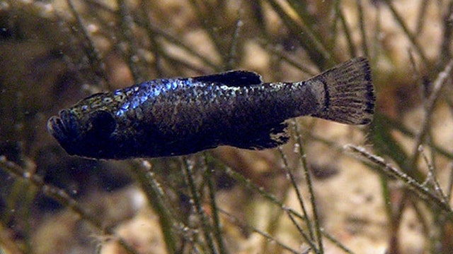 Fastest Evolution Clocked in Tiny Fish | Fox News