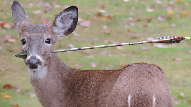 New Jersey biologists remove arrow from young deer's head