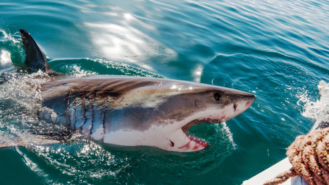 акулы австралии