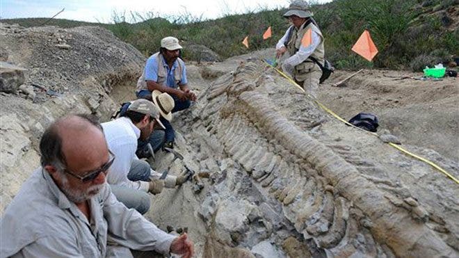 Full Dinosaur Tail Found In Mexico, Paleontologists Say | Fox News