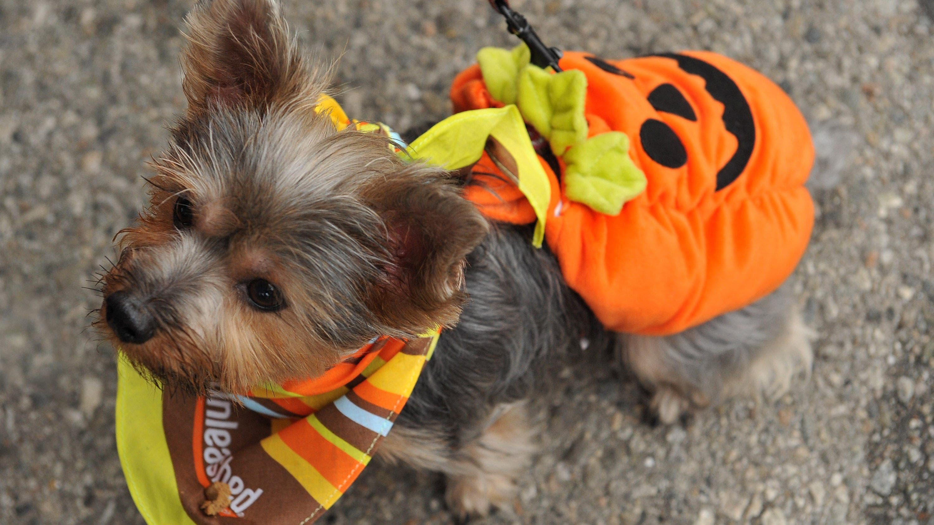 The Modern K9 - HALLOWEEN COSTUME CONTEST!! 🎃👻 Share your pooches in  their best costume and post them in the comments on this post. Please  include your dog's name, breed and what